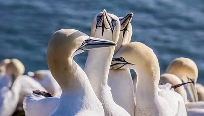 扑克游戏-高诗岩轰逆转数据创造历史 进步最快球员非他莫属