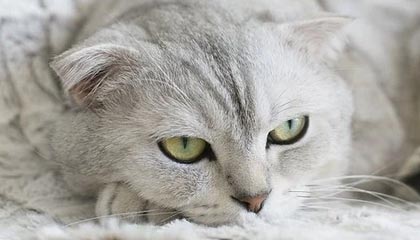 棋牌平台-女篮世界杯“抢票战”在即 中国女篮期待展现新面貌